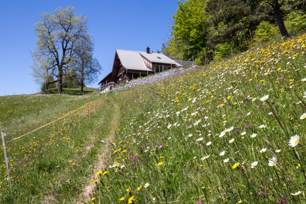 Du Vorderland appenzellois à la vallée du Rhin