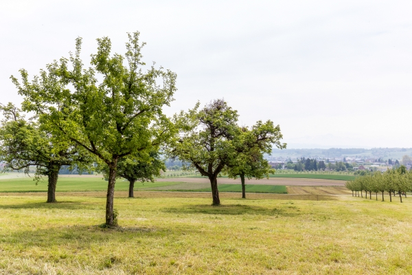 De la vallée de la Thur au lac de Constance