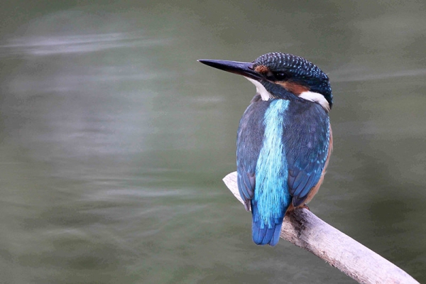 Un oiseau rare dans le Seeland