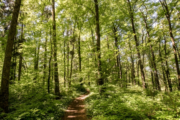 Geschichtsträchtiger Panoramaberg