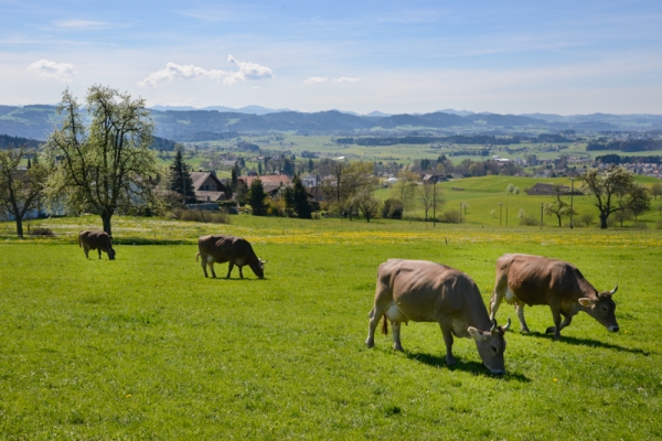 Unterwegs im Fürstenland II