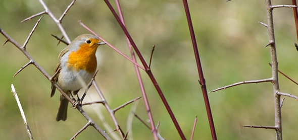 Safari hivernal aux oiseaux