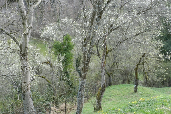 Damassiniers en fleurs