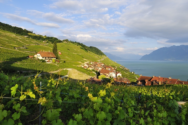 Les terrasses de Lavaux au bord du lac Léman