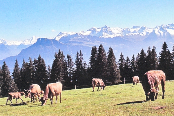 Rigi