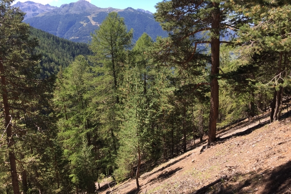 Einen Blick in den Illgraben werfen