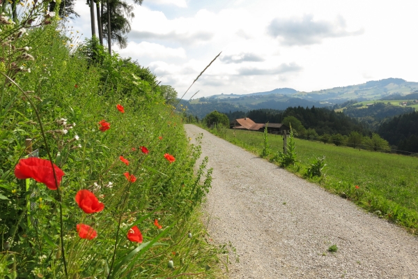 De Schwarzenburg à Mittelhäusern