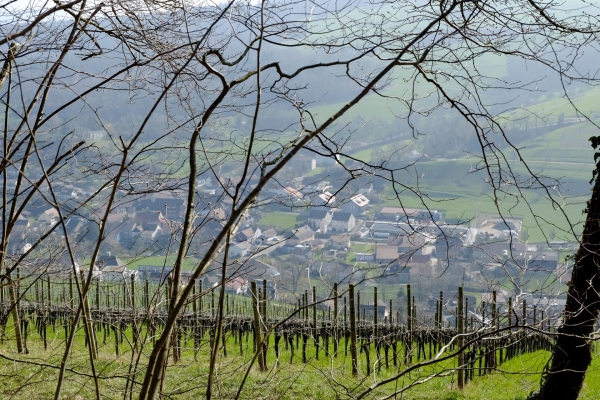 Gemütliche Wanderung durch den Regionalpark Aargau