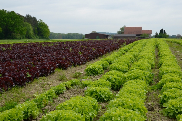 Asperges et vignes du Weinland zurichois