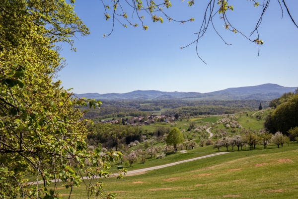 Au pays des cerisiers, de Gempen à Liestal