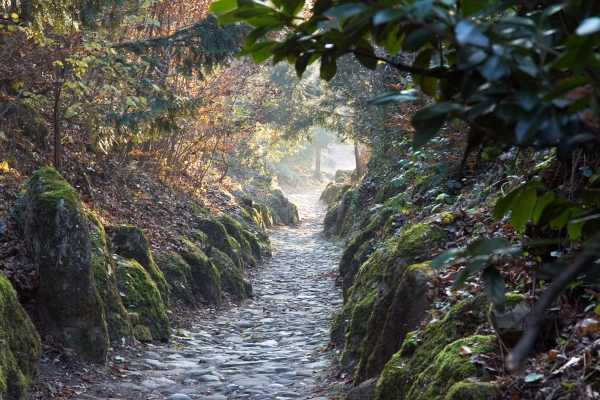 Le Chemin creux