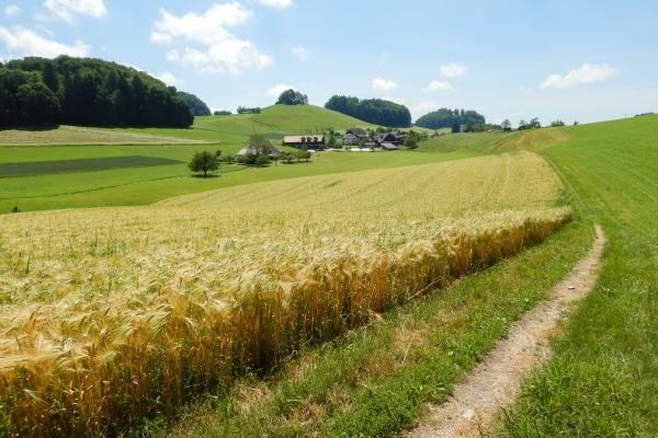 Le panoramiche colline di Herzogenbuchsee