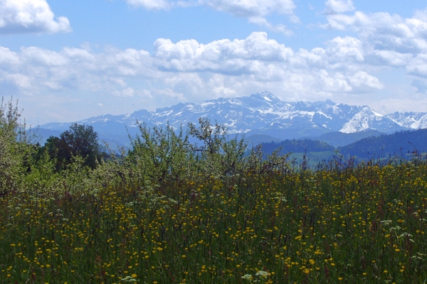 Tannzapfenweg