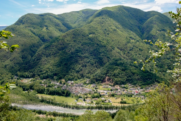 Des lézards verts sous les châtaigniers