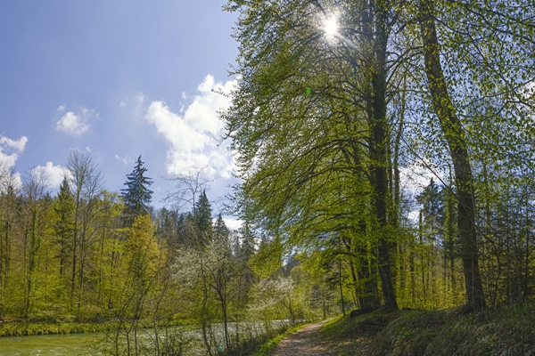 La forêt qui fait oublier la ville