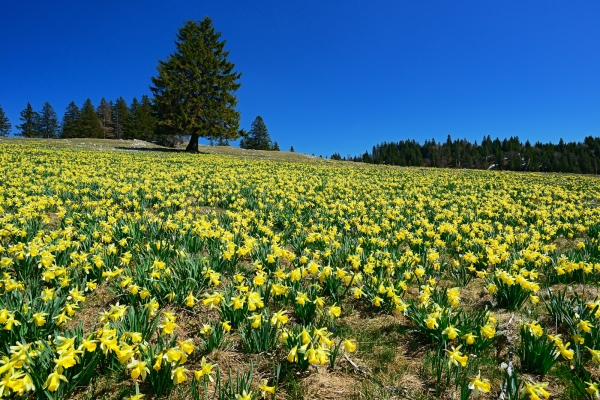 Jura neuchâtelois en fleurs