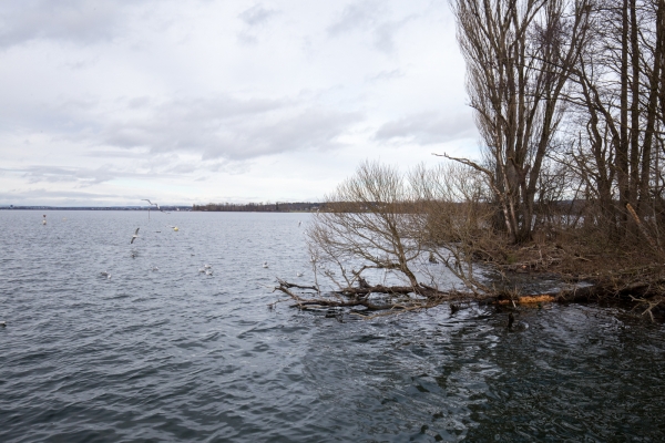 Winterlicher Gang dem Greifensee entlang