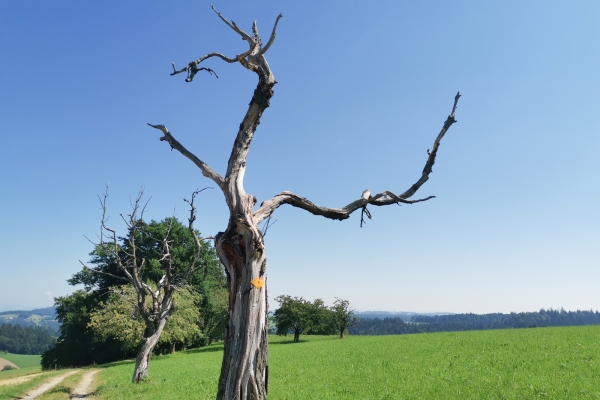 Sur les hauteurs de l’Haute-Argovie