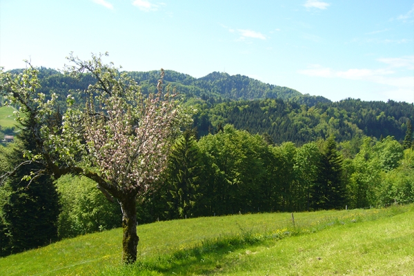 Tannzapfenweg