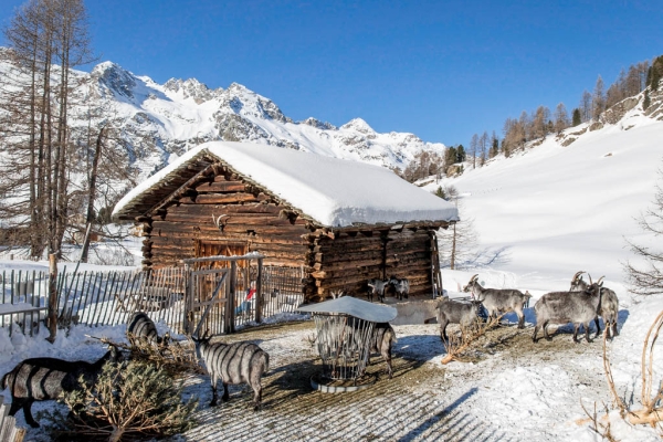 Le Val Fex: un rêve blanc en Engadine