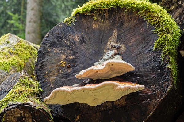 Dans la forêt de Grauholz, près de Berne