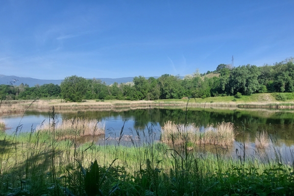 Faune et flore d’exception sur la rive du Rhône