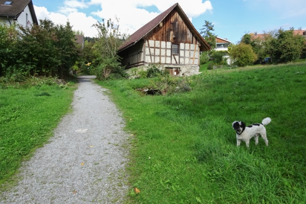 Megalithen im Zürcher Säuliamt