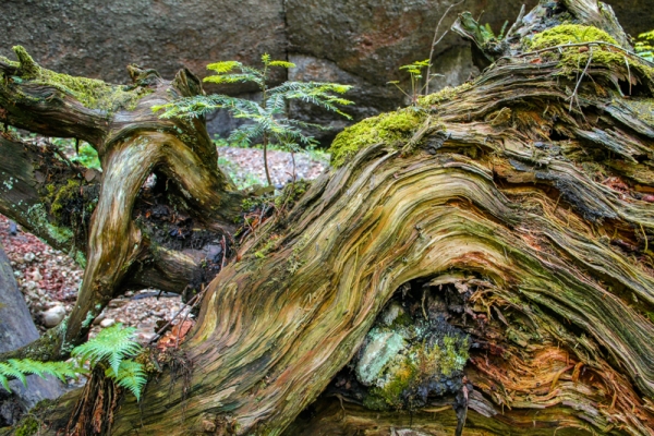 Sagenlandschaft in Zürichs wilder Ecke ZH