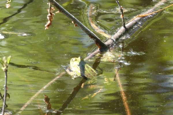 In der Thurgauer Ländlichkeit