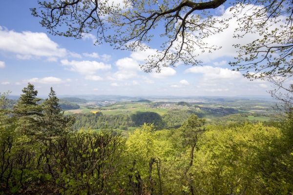 Hiboux et chouettes dans la campagne zurichoise