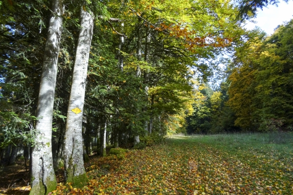 Sur les traces de Lothar dans le Val de Travers