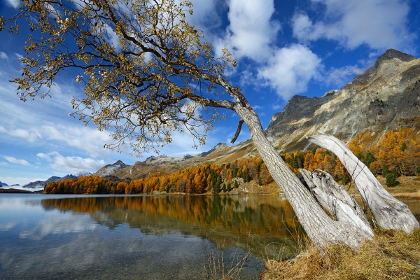 Haute-Engadine automnale