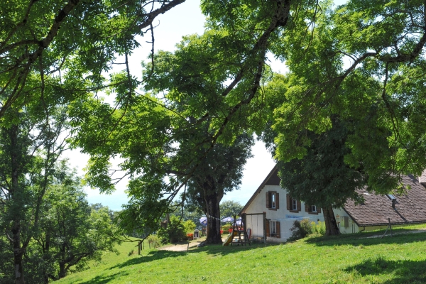 Käsekugeln im Solothurner Jura 