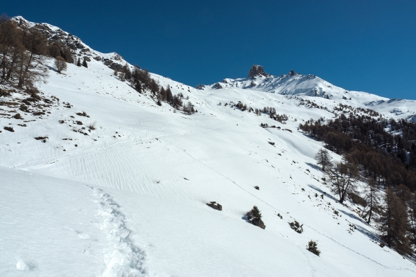 Im Reich der Schneehühner