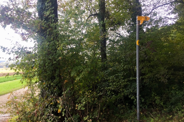 Un après-midi dans les forêts jurassiennes