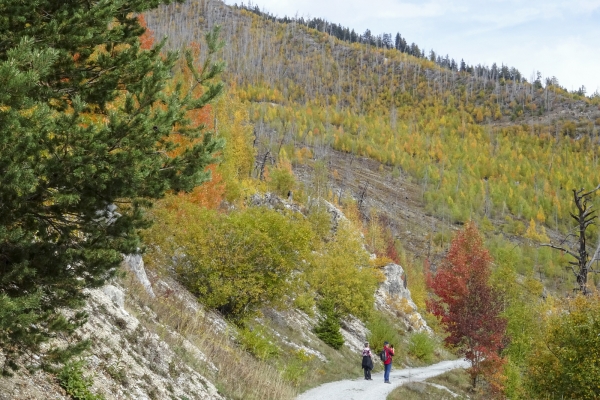 Durchs Waldbrandgebiet ob Leuk