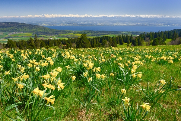 Goldenes Blütenmeer im Neuenburger Jura