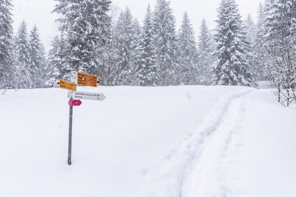 Durch geheimnisvollen Winterwald