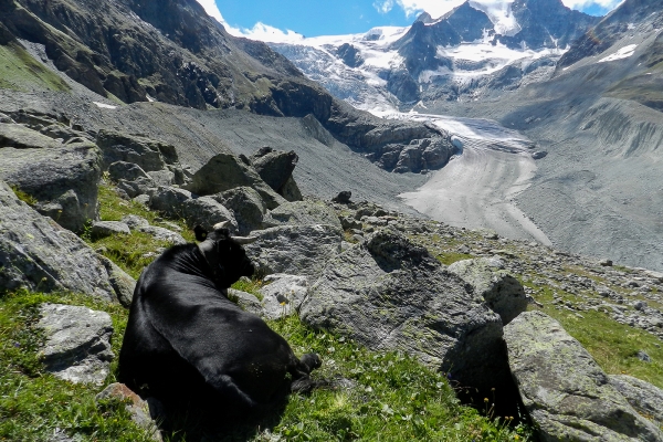 Au bord du glacier de Moiry