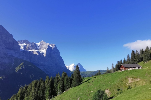 Nachmittagsrunde an der Alp Grindel