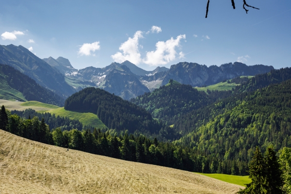 Un paysage typiquement gruérien 