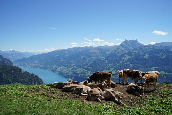 Vue sur la plaine de la Linth