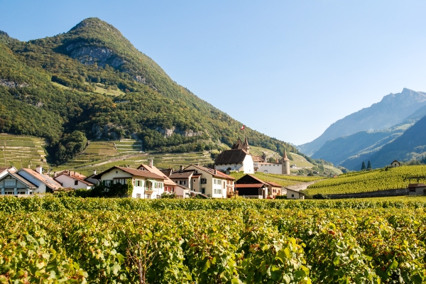 Vignoble et Caveau du Cloître à Aigle (VD)