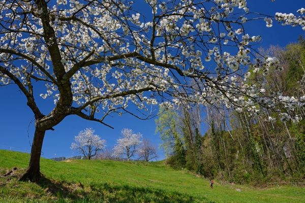 Le Wildspitz en fleurs