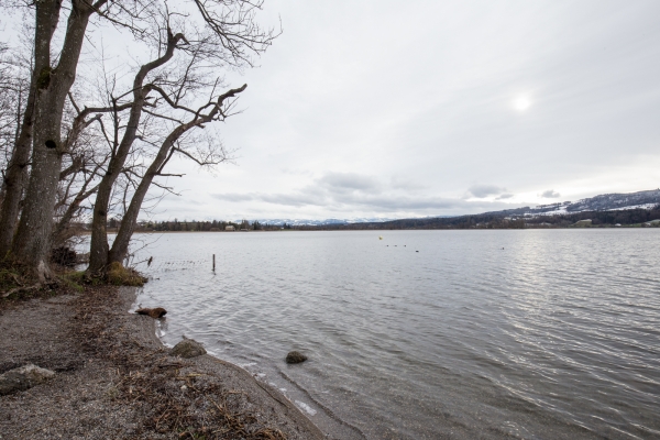 Winterlicher Gang dem Greifensee entlang