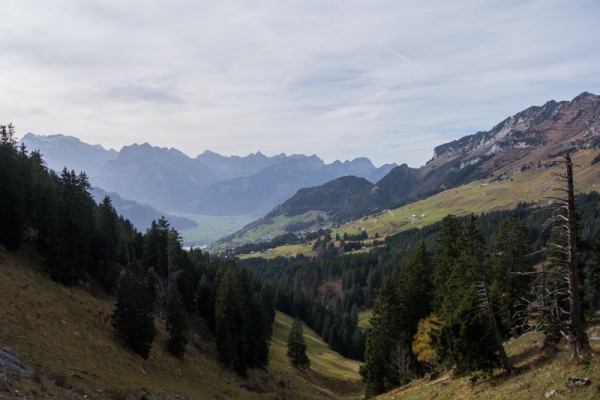 Elfes des marais et Mürtschenstock