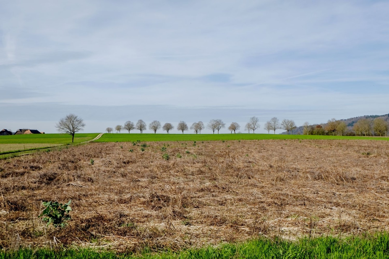 L’agriculture intensive domaine dans la plaine de la Limpach. L’œil est attiré par quelques rares arbres.