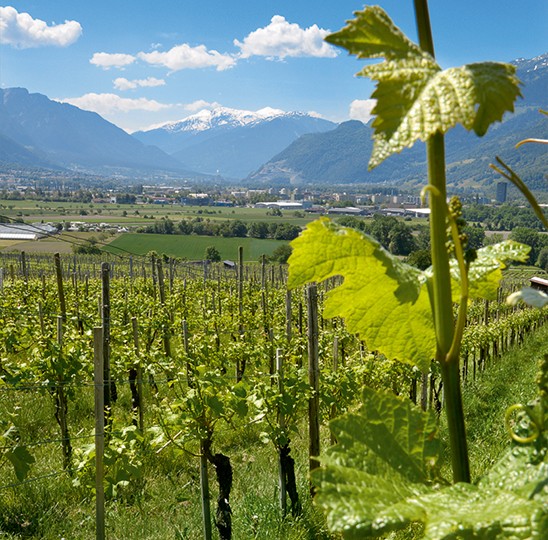 Vignes sur les versants ensoleillés de la «Bündner Herrschaft».