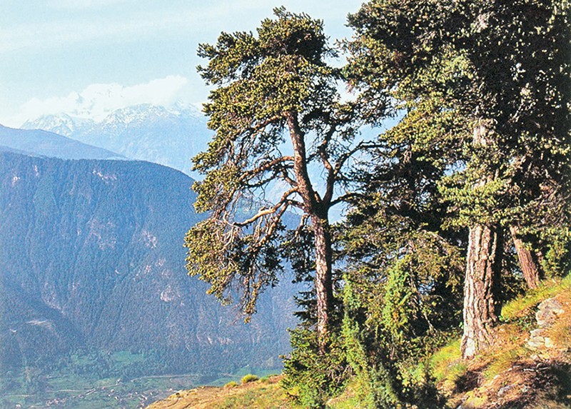 Dans la forêt de montagne, les conifères luttent contre les forces de la nature. Photo: Franz Auf der Maur