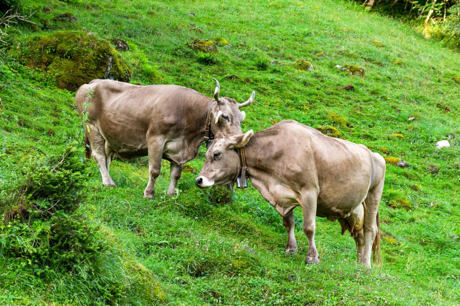 Im Schächental haben die Kühe noch richtige Hörner.